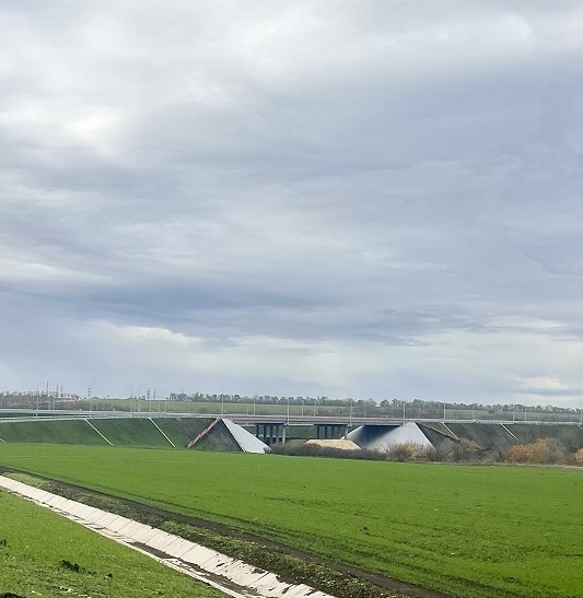 зеленая трава